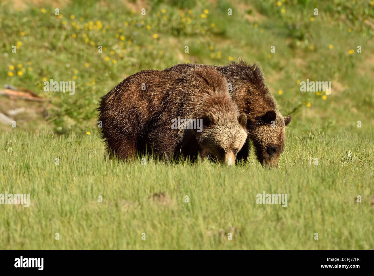 Due bambini orsi grizzly Ursus arctos; rovistando attraverso un prato aperto nelle zone rurali di Alberta in Canada. Foto Stock