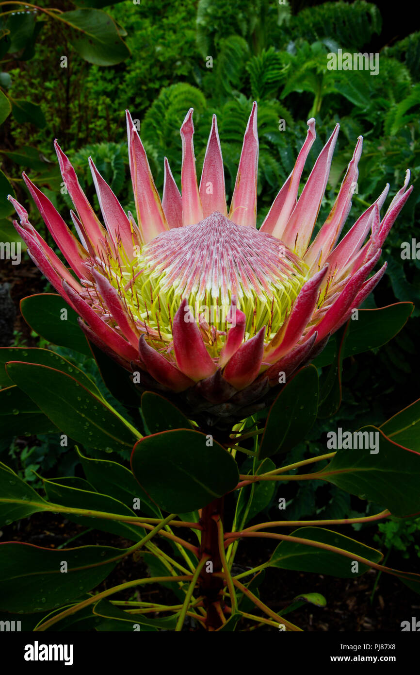Re Protea, Sud Africa fiore nazionale a Kirstenbosch National Botanical Garden Foto Stock