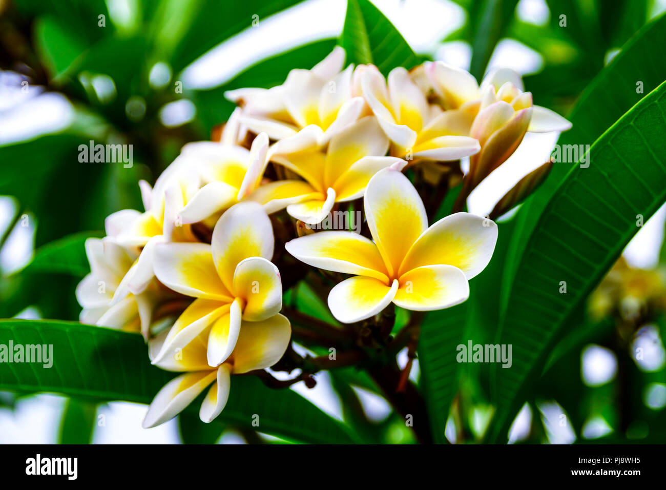 Foto di bianco fiori gialli ramo plumeria Foto Stock