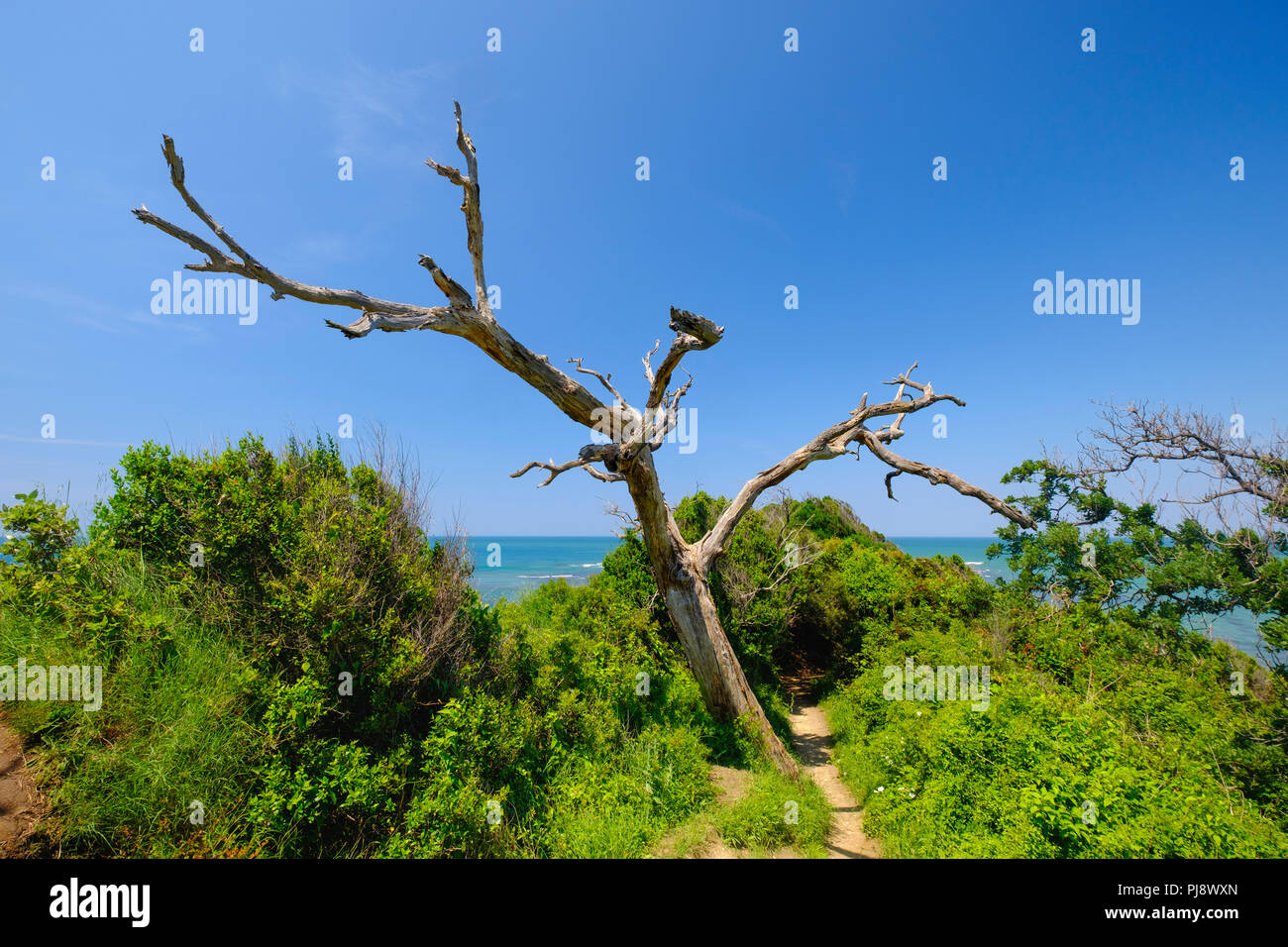 Tronchi di alberi a Capo Rodon, Kepi ho Rodonit, Ishëm comune, Durres County, Durazzo, Albania Foto Stock