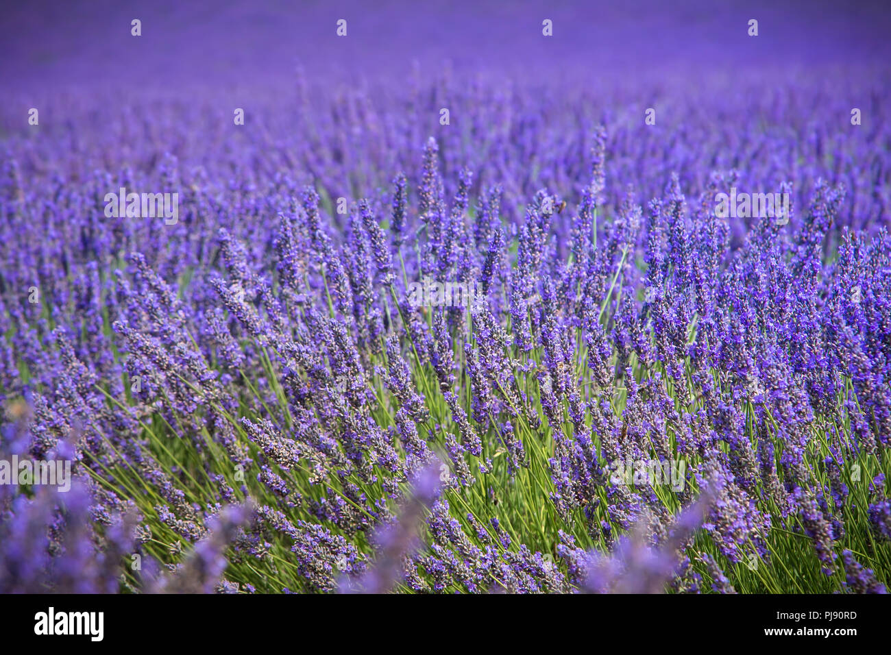 Campo di lavanda in Provenza Francia colorata viola macro closeup shot l'agricoltura francese sullo sfondo Foto Stock