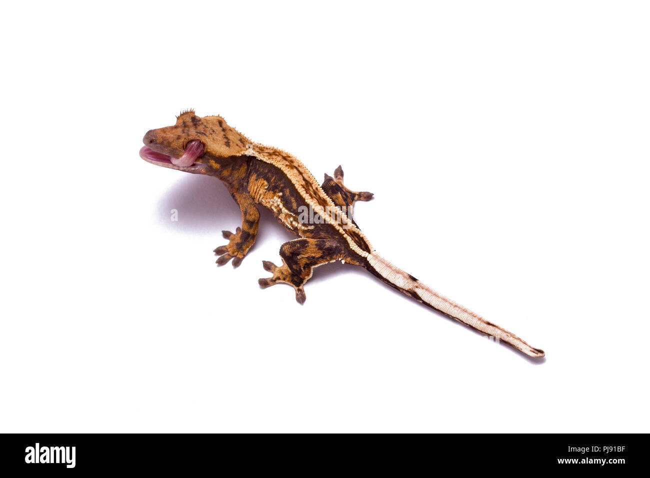 Crested gecko leccare il suo occhio. Sfondo bianco. Foto Stock