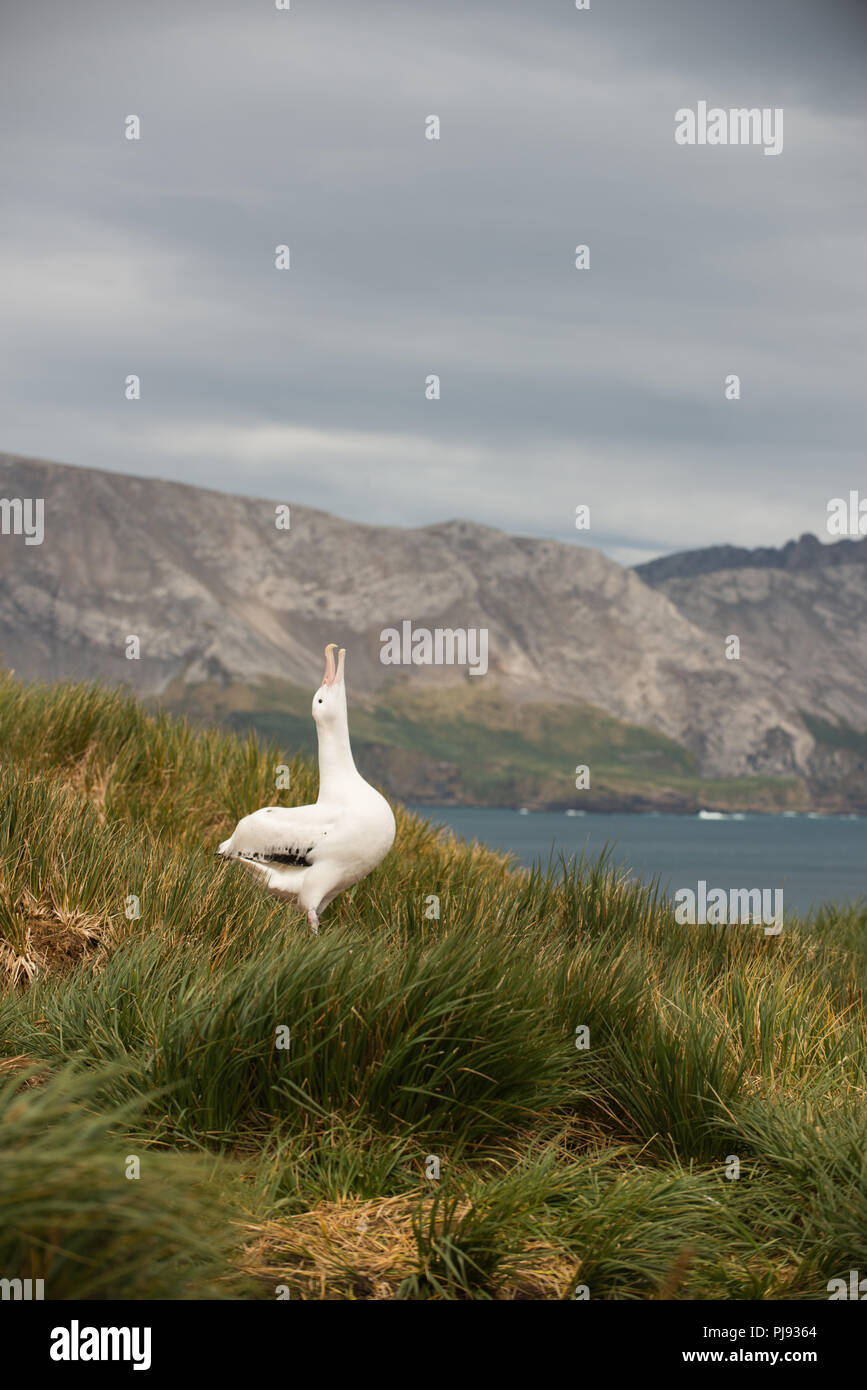 Un giovane maschio Albatro errante (Diomedia exulans) sky-di puntamento (visualizzazione) su Bird Island, Georgia del Sud, sub-antartiche Foto Stock