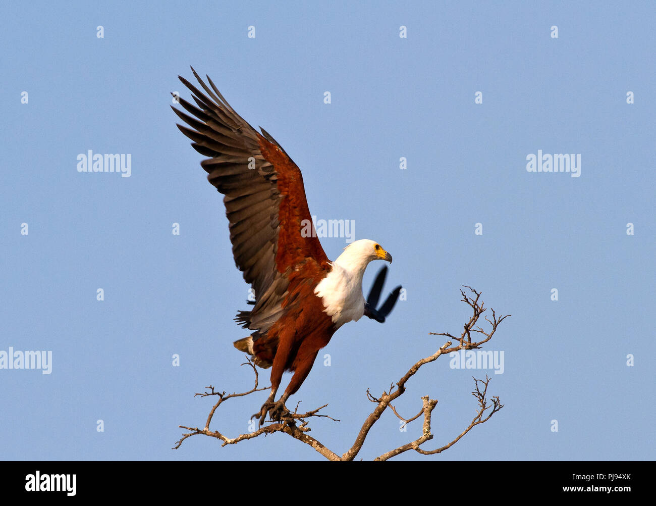 Un pesce eagle lancia in aria quando si va in cerca di cibo. La suggestiva chiamata dell'Aquila di pesce è uno dei suoni la quintessenza di un Africa Foto Stock