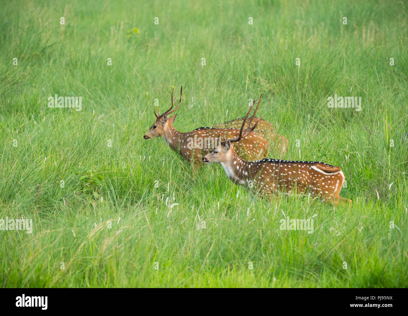 Sika macchiato o allevamento di cervi in erba elefante. La fauna selvatica e la foto di animali. Giapponese deer Cervus nippon Foto Stock
