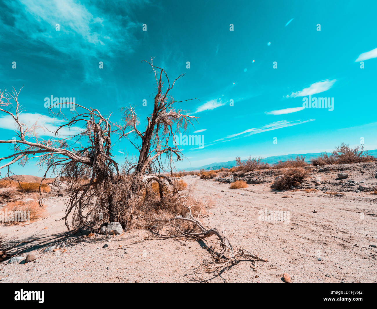 Strade del deserto e vegetazione con albero morto e il cartello stradale Foto Stock