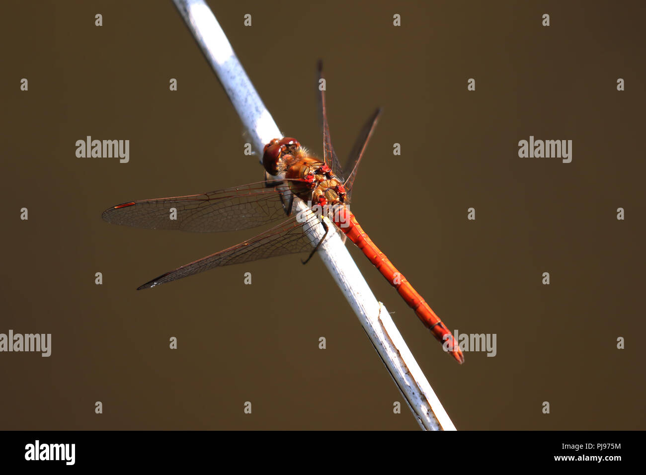 Nativo di Darter Dragonfly a riposo sul ramoscello sfondo marrone Foto Stock