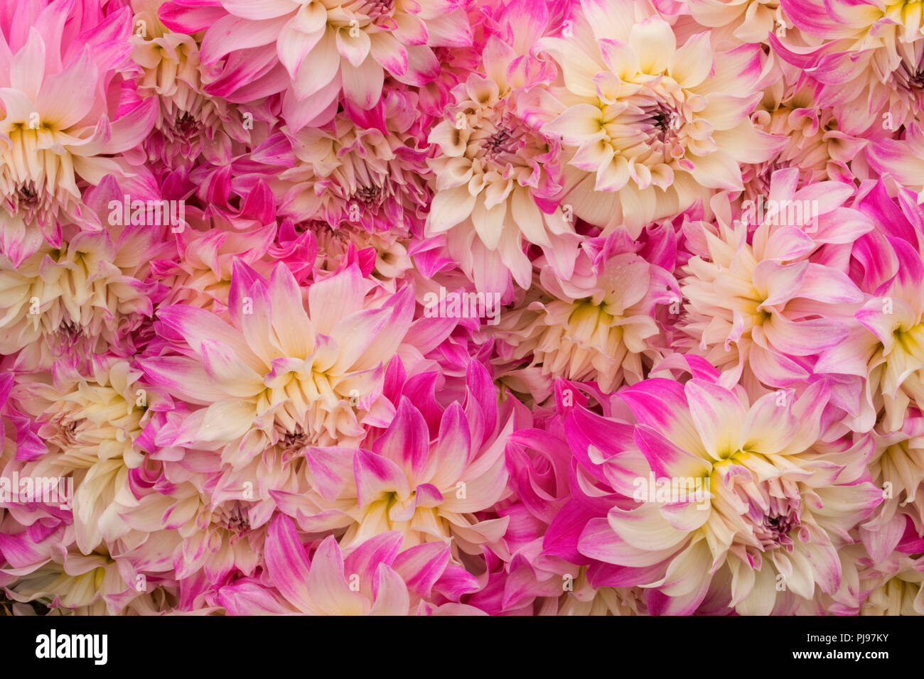 Pink Petticoat dalia, isola di Swan dalie, Canby, Oregon Foto Stock