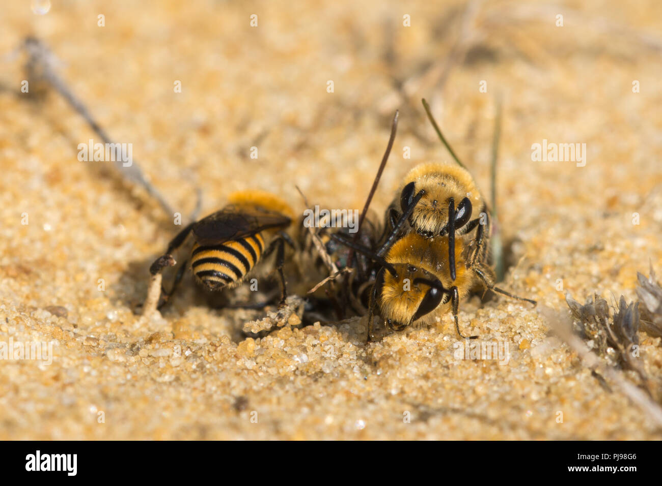 Ivy api (Colletes hederae), una specie solitaria di stuccatore bee prima visto nelle isole britanniche nel 2001, in una sfera di accoppiamento sulla sabbia in Hampshire, Regno Unito Foto Stock