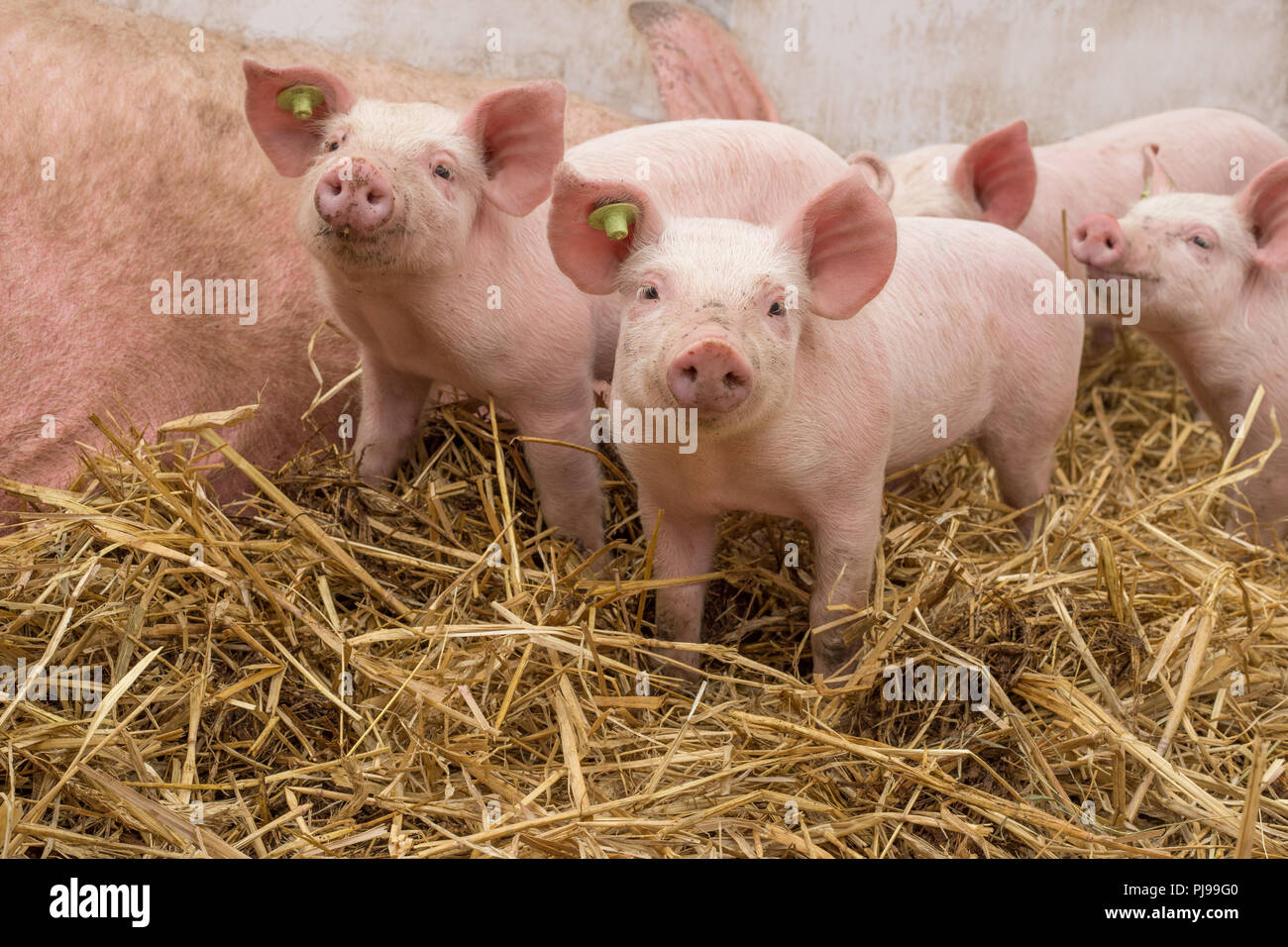 Glückliche Schweine Foto Stock