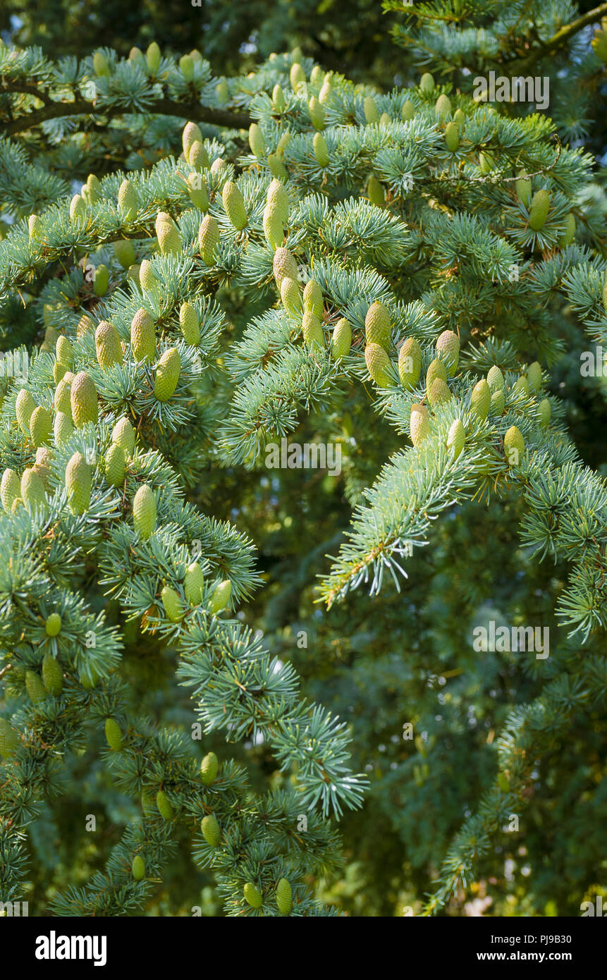 Fogliame e la fruttificazione rocche su una matura Cedrus atlantica Glauca tree Foto Stock