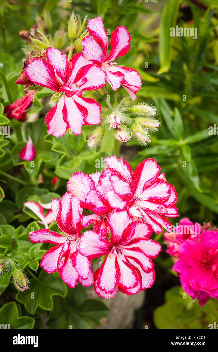 Sorprendente bicolor Pelargonium edera-leaf Nixe fioritura in un giardino inglese durante tutto il periodo estivo Foto Stock