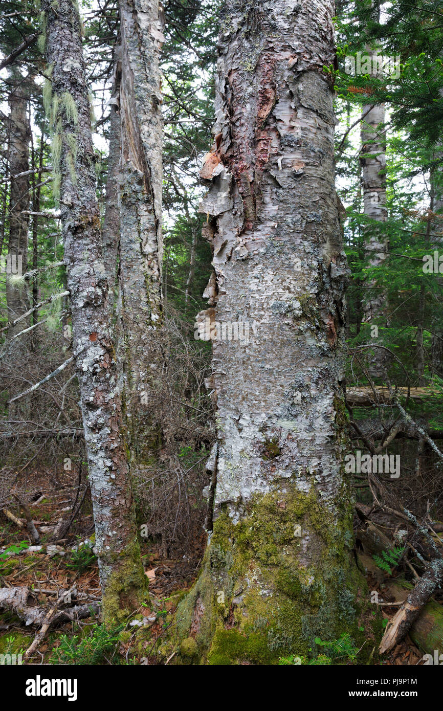 Carta di montagna betulla (Betula cordifolia regal) sul lato di tappi Ridge Trail in Thompson e Meserves Acquisto, New Hampshire USA. Foto Stock