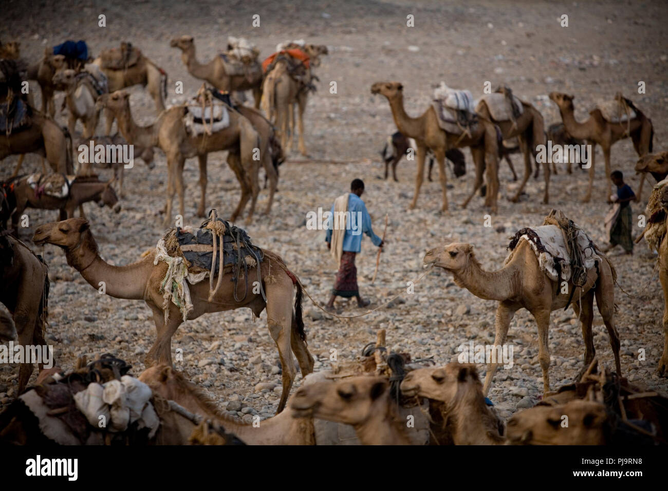 Un cammello caravan viaggi al Danakil depressione per la raccolta del sale, l'Etiopia settentrionale, 3 giugno 2010. Foto Stock