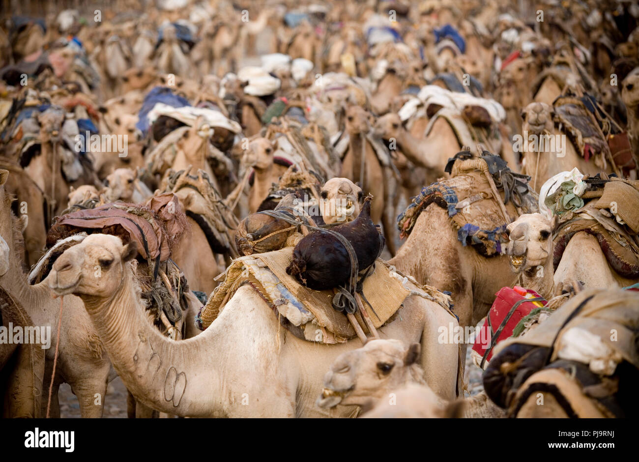 Un cammello caravan viaggi al Danakil depressione per la raccolta del sale, l'Etiopia settentrionale, 3 giugno 2010. Foto Stock