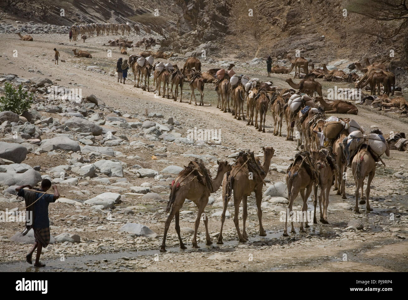 Un cammello caravan viaggi al Danakil depressione per la raccolta del sale, l'Etiopia settentrionale, Giugno 1, 2010. Foto Stock