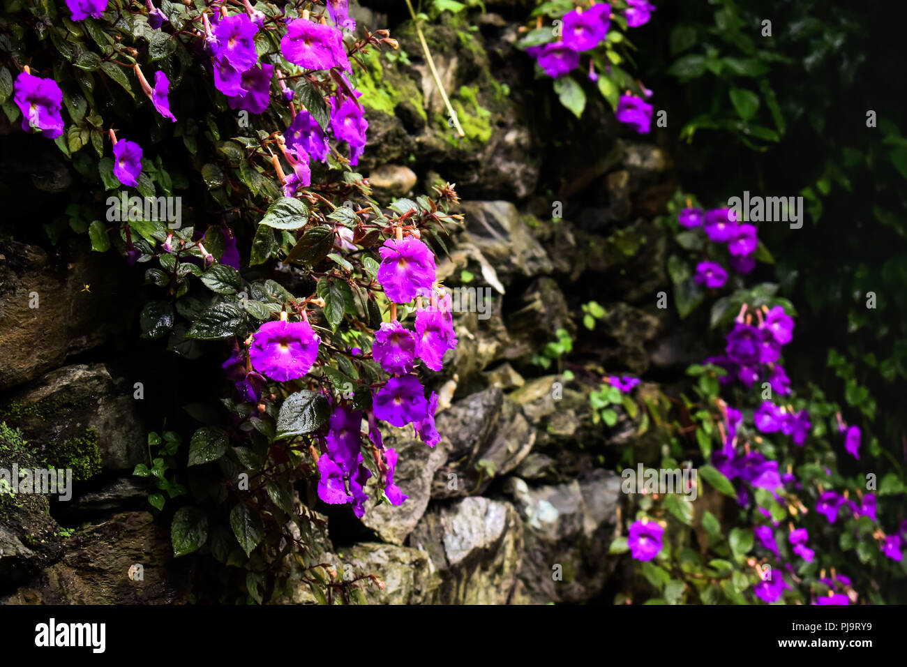 Viola wallflowers su una parete pietroso. Foto Stock