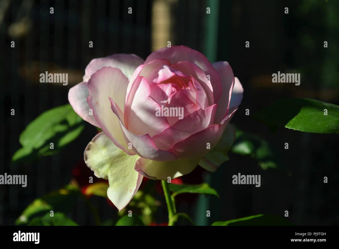 Una rosa in Zooparc di Beauval, in Francia Foto Stock