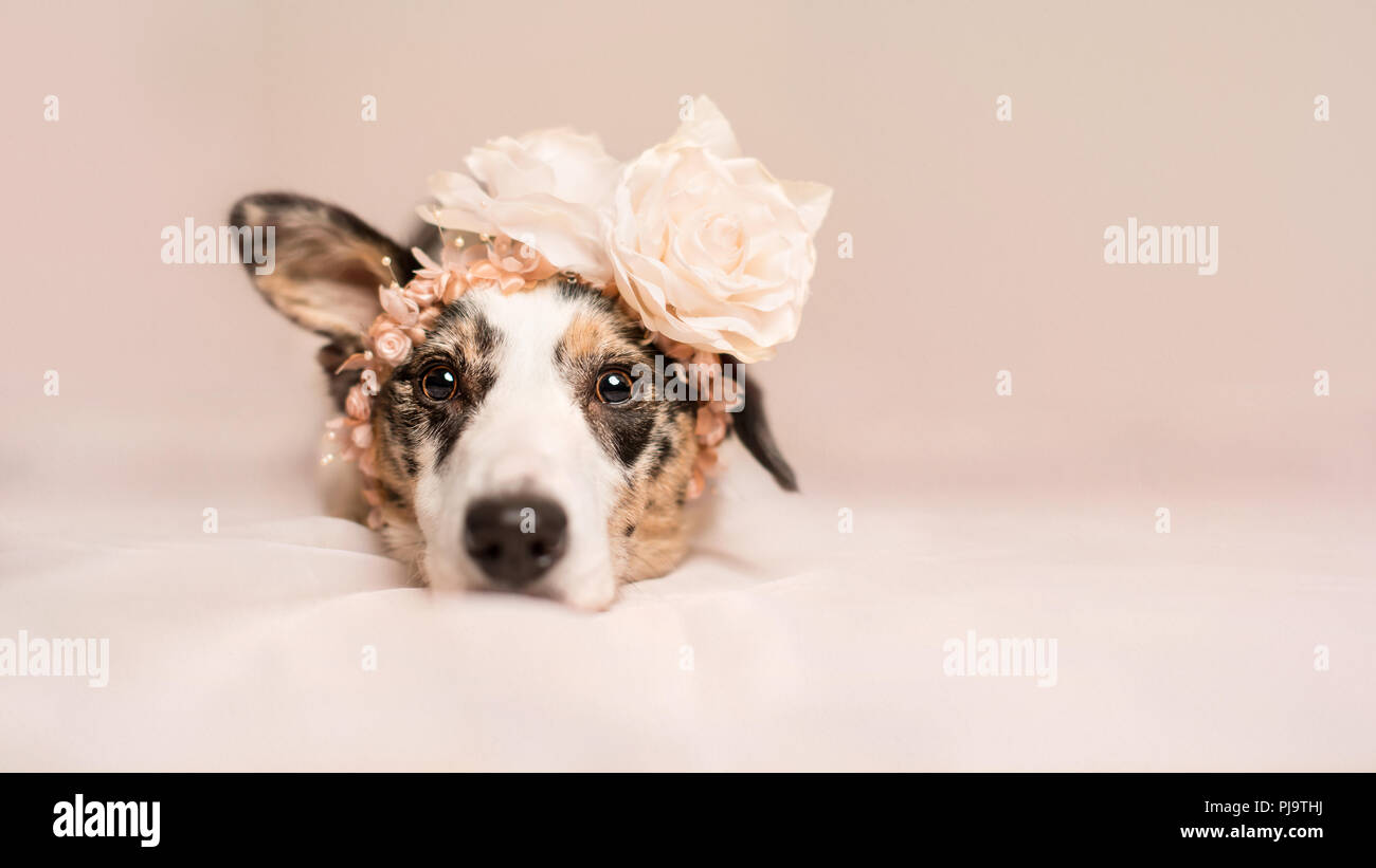 Vestito Collie cane trasversale in scena rosa Foto Stock