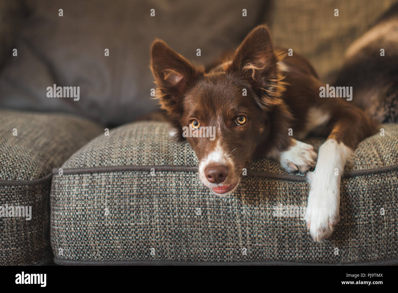Il bianco e il rosso Border Collie cucciolo sul divano di lusso Foto Stock