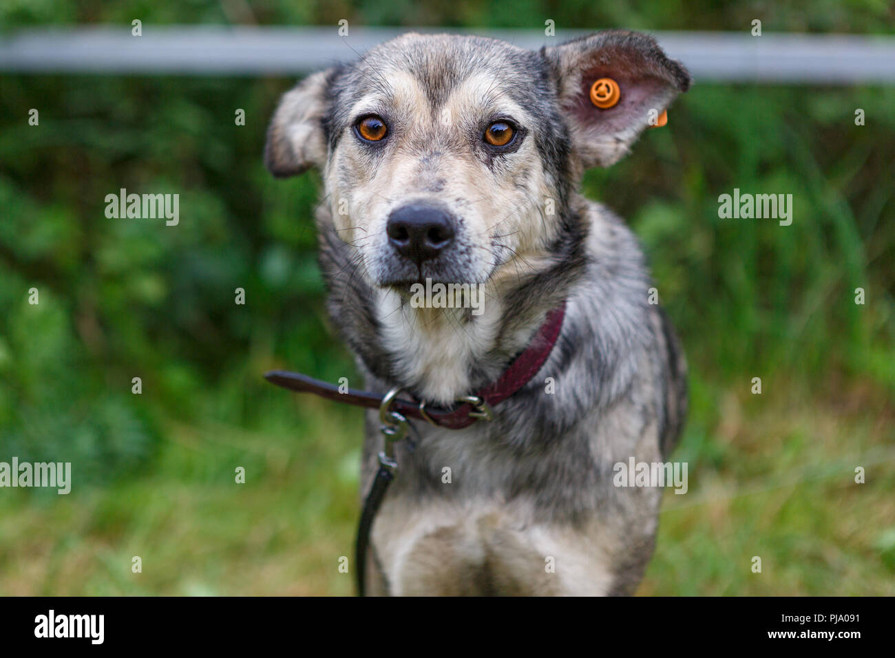 Ritratto di un cane con un tag nell'orecchio di sterilizzazione Foto Stock