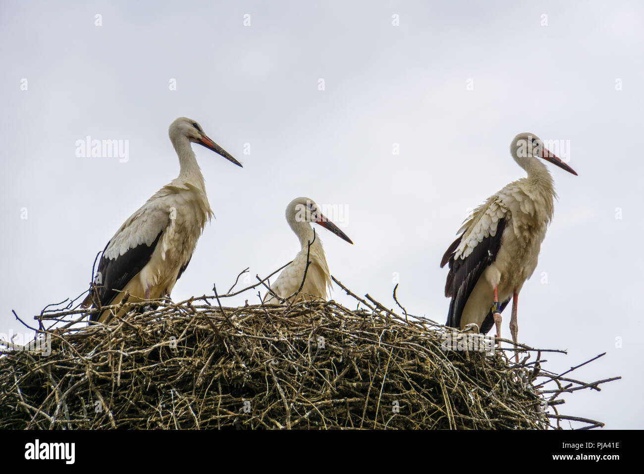 Gruppo di tre stork permanente sulla loro nido Foto Stock