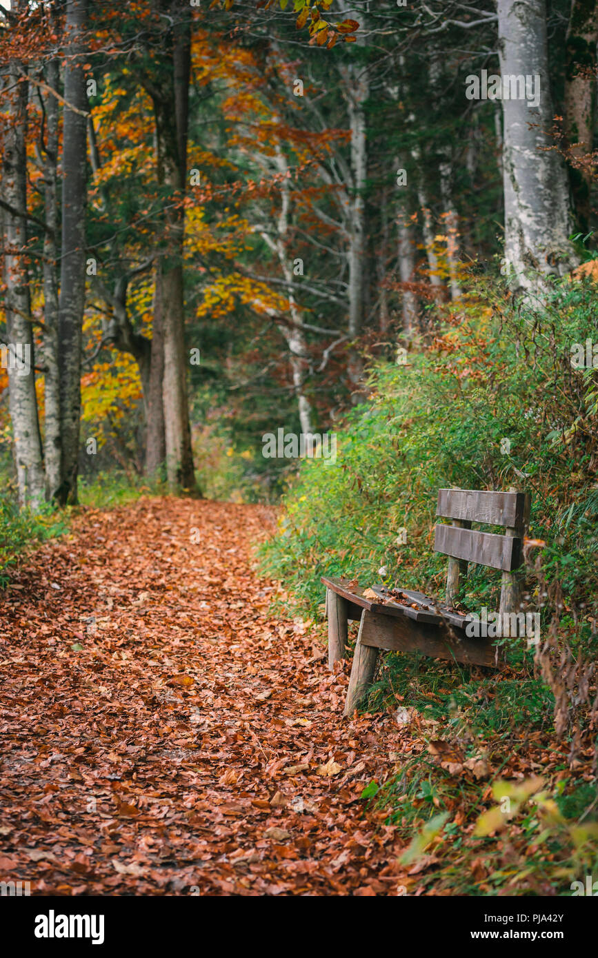 Autunno scenario con una panca in legno sul lato di un vicolo coperto con colorati caduta foglie, su una mattina di ottobre a Fussen, Baviera, Germania. Foto Stock