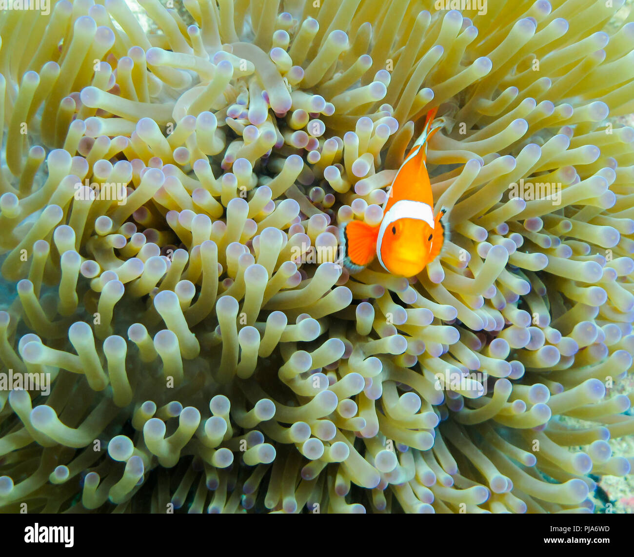 Pesce pagliaccio Ocellaris (Amphiprion ocellaris) immerso in un anemone marino, che mostra un rapporto simbiotico unico nelle isole Karimunjawa Foto Stock