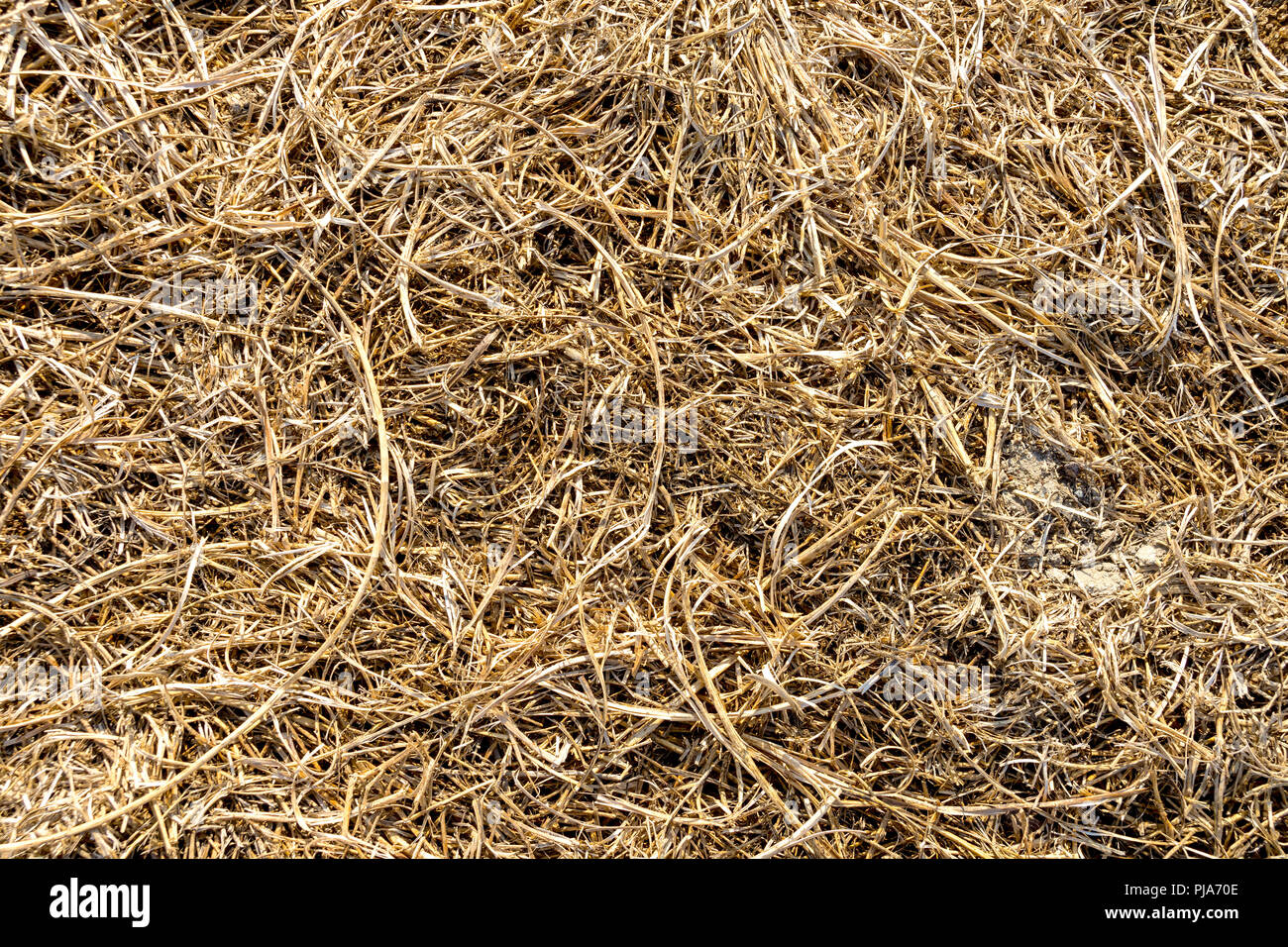 Mascherino gambi di erba medica raccolto dopo la mietitura. Foto Stock