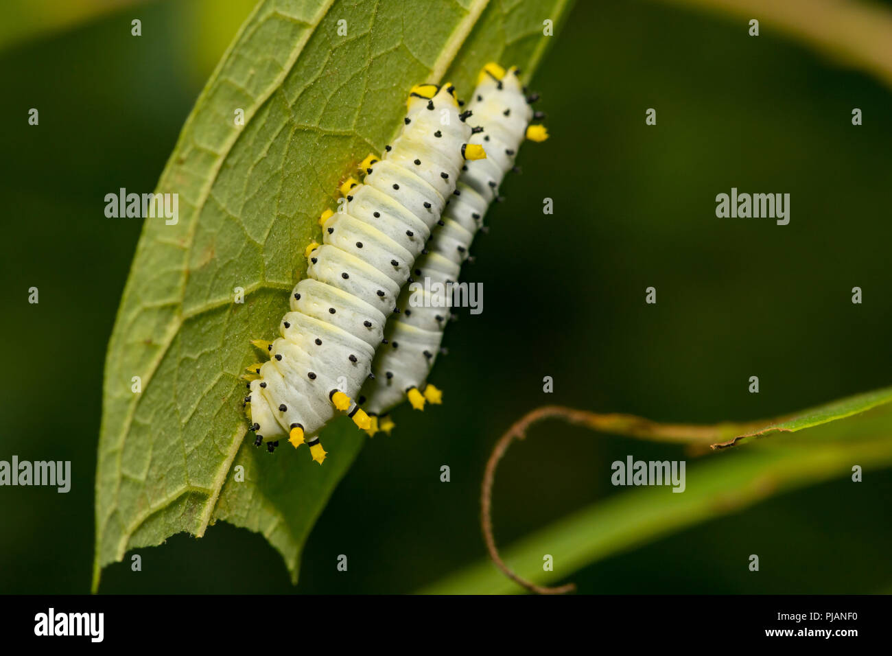 Promethea Silkmoth Caterpillar (Callosamia promethea) Foto Stock
