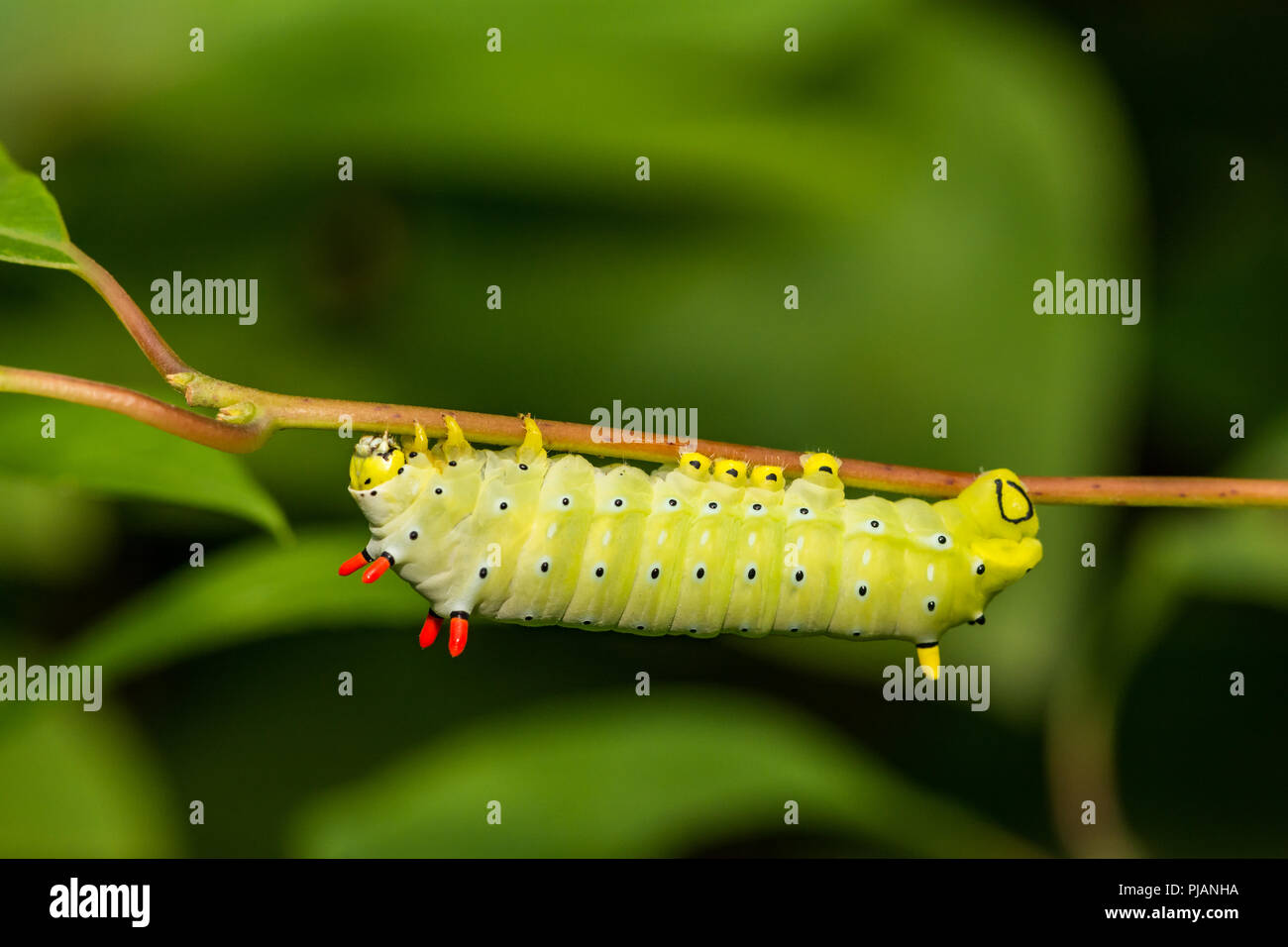 Promethea Silkmoth Caterpillar (Callosamia promethea) Foto Stock