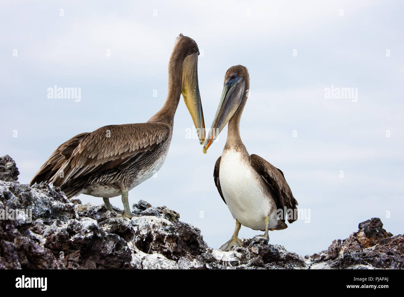 Brown Pelican coppia. Elizabeth Bay. Isla Isabela, Galapagos, Ecuador. Foto Stock