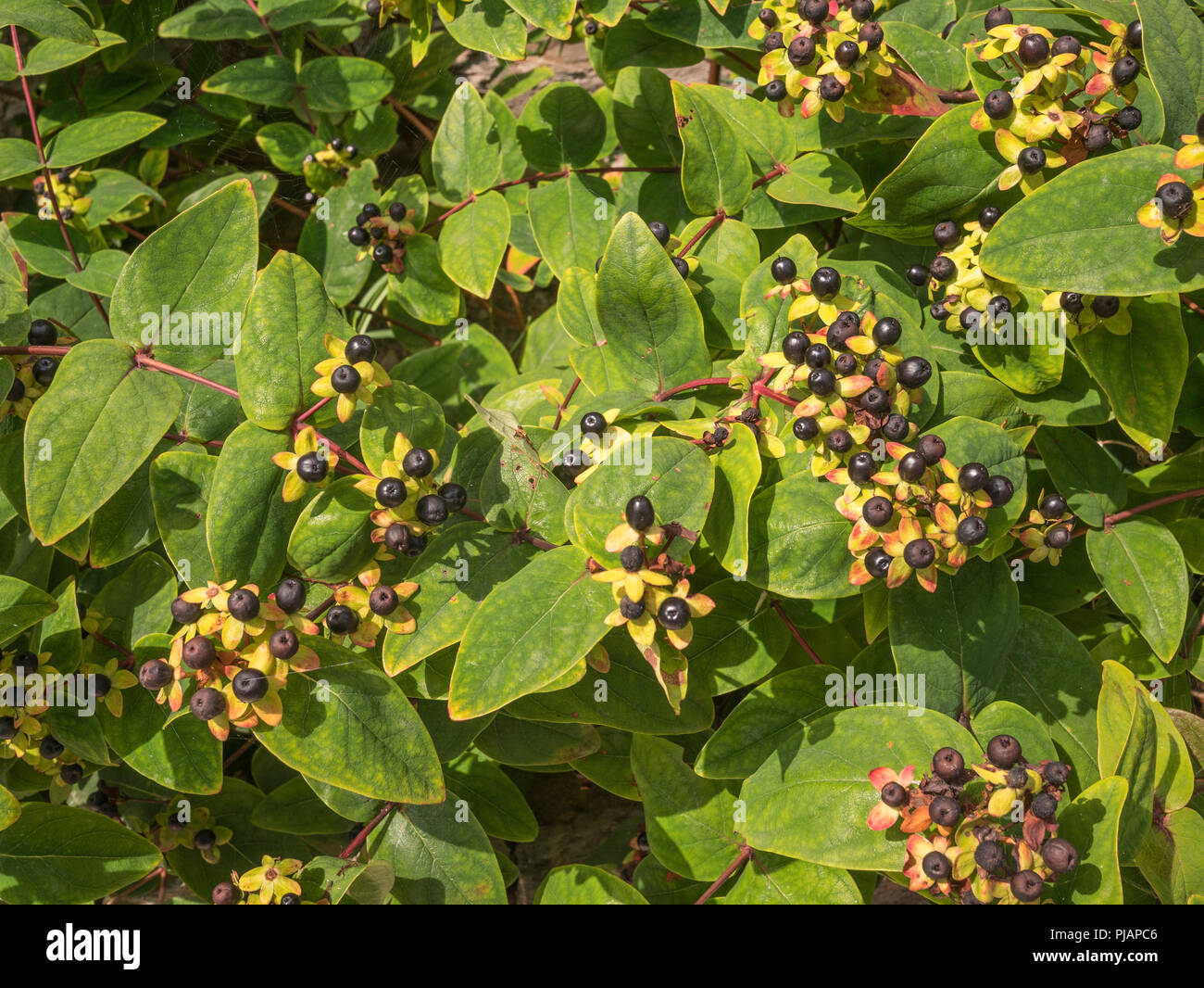 Bacche nere di Tutsan / Hypericum androsaemum nella luce del sole. Tutsan è stato usato come un medicinale a base di erbe impianto avvolto ed è correlato a Erba di San Giovanni. Foto Stock