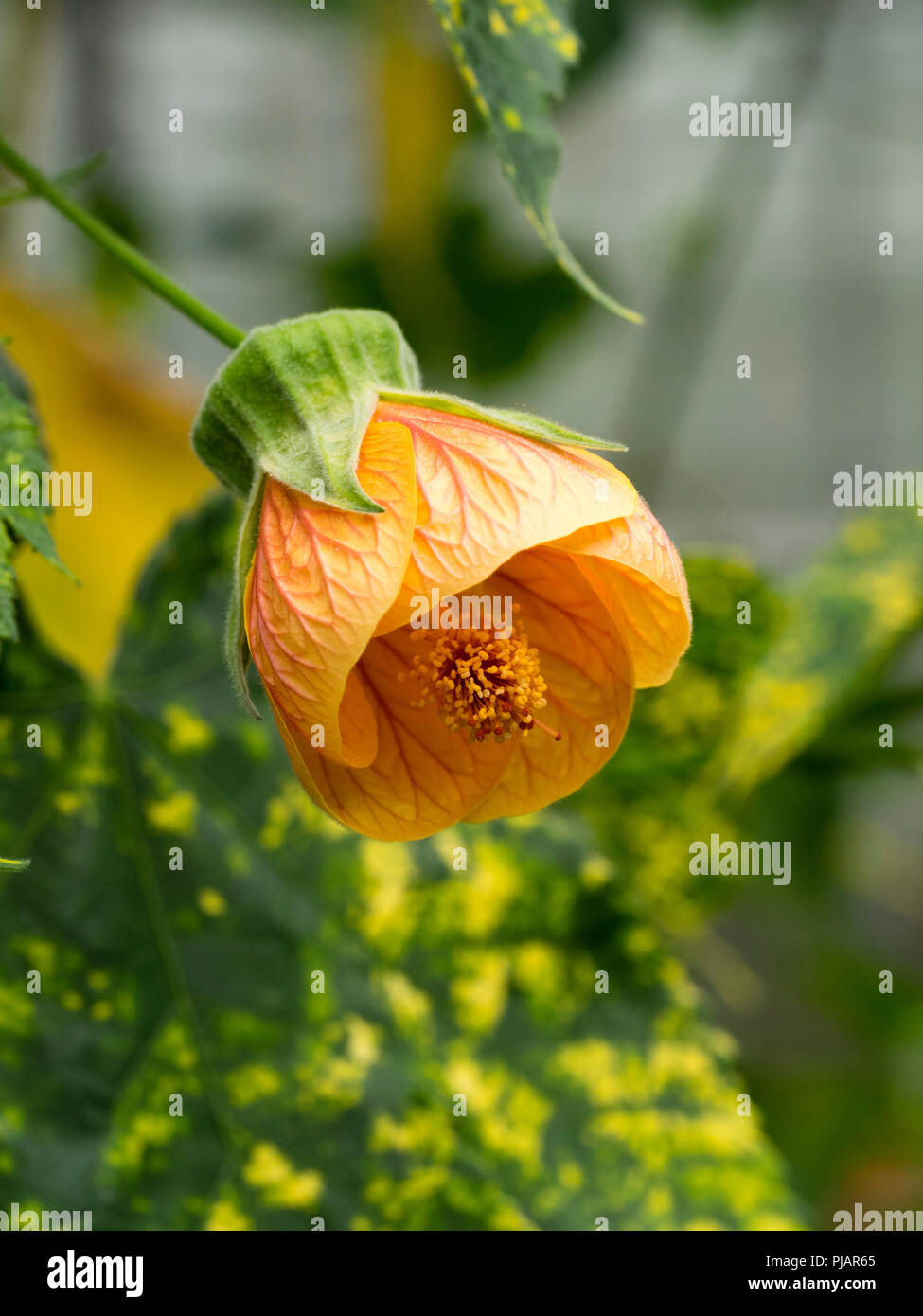 Colore arancione pallido e fiore giallo maculato foglie variegato della parete di gara arbusto, Abutilon pictum Thompsonii "" Foto Stock