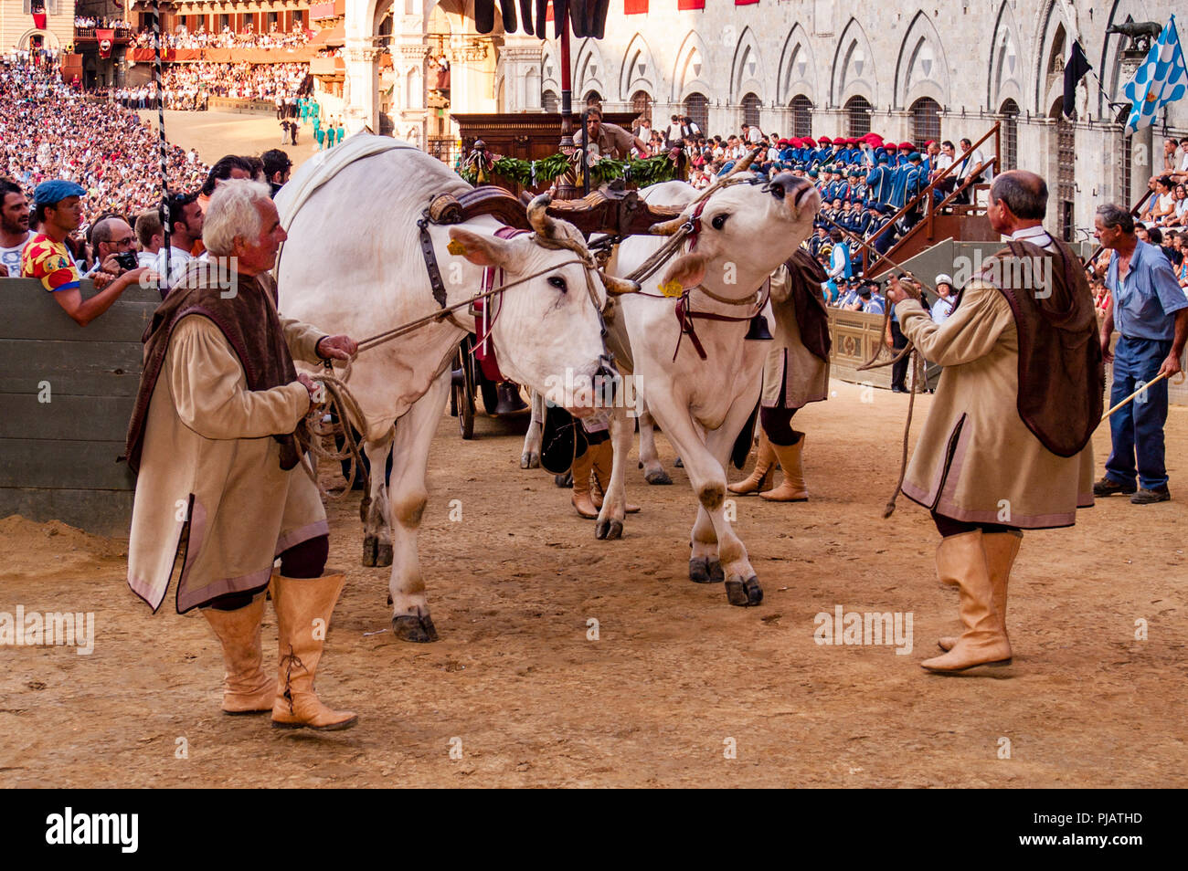 I buoi bianchi tradizionalmente fanno parte del Corteo Storico (Corteo Storico) In Piazza del Campo, il Palio di Siena, Siena, Italia Foto Stock