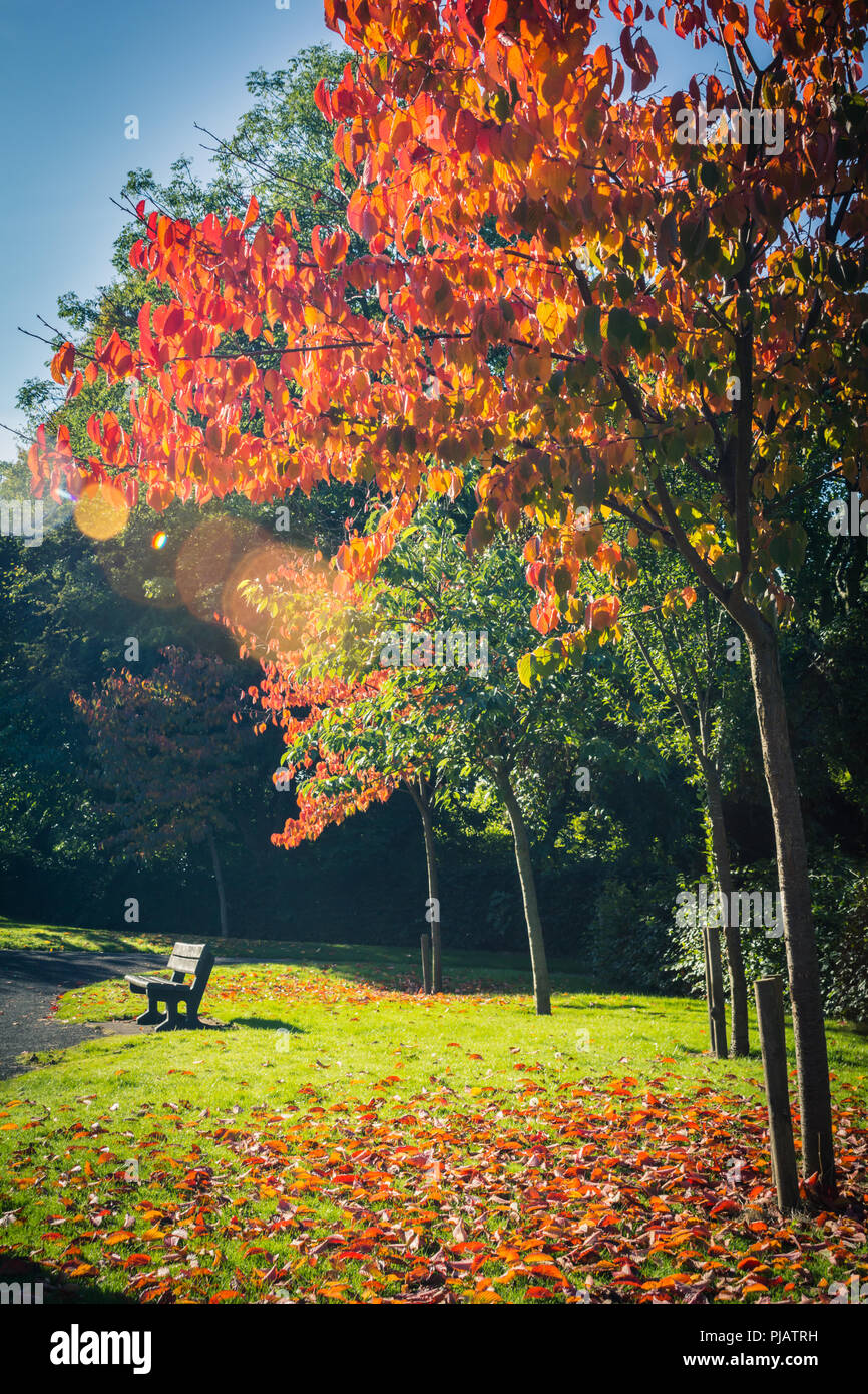 Bella, rosso autunnale di acero giapponese albero canopy belle come sfondo Foto Stock