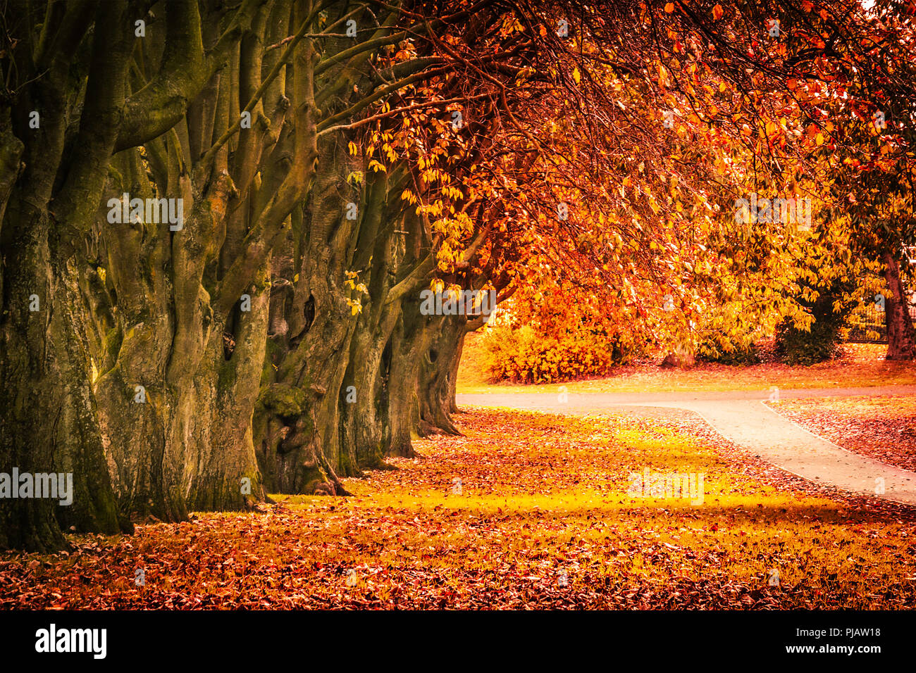 Bellissimo paesaggio autunnale con la linea di alberi e e una strada nel parco, Scozia Foto Stock