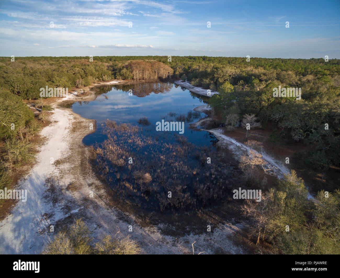 Indian Lago inverno. Indian Lake Forest, Marion County Florida Foto Stock