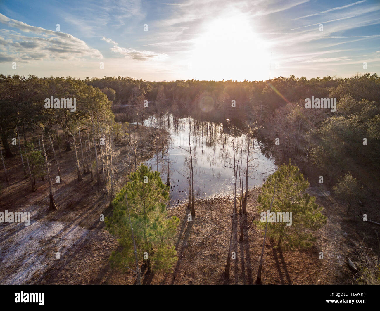 Cypress marsh in inverno, Indian Lake Forest, Marion County Florida Foto Stock