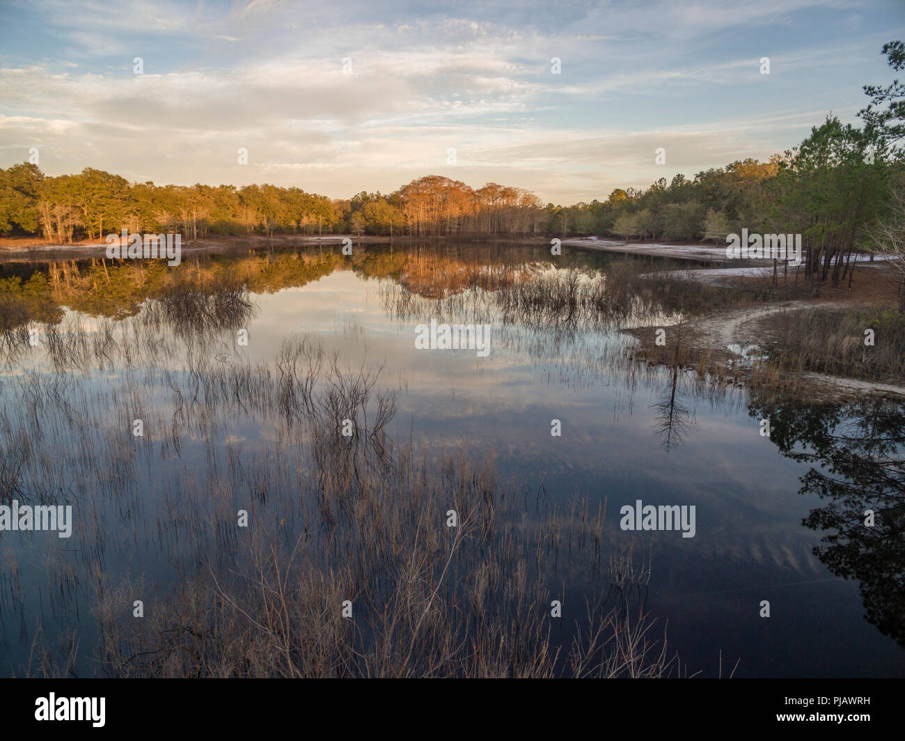 Indian Lago inverno. Indian Lake Forest, Marion County Florida Foto Stock