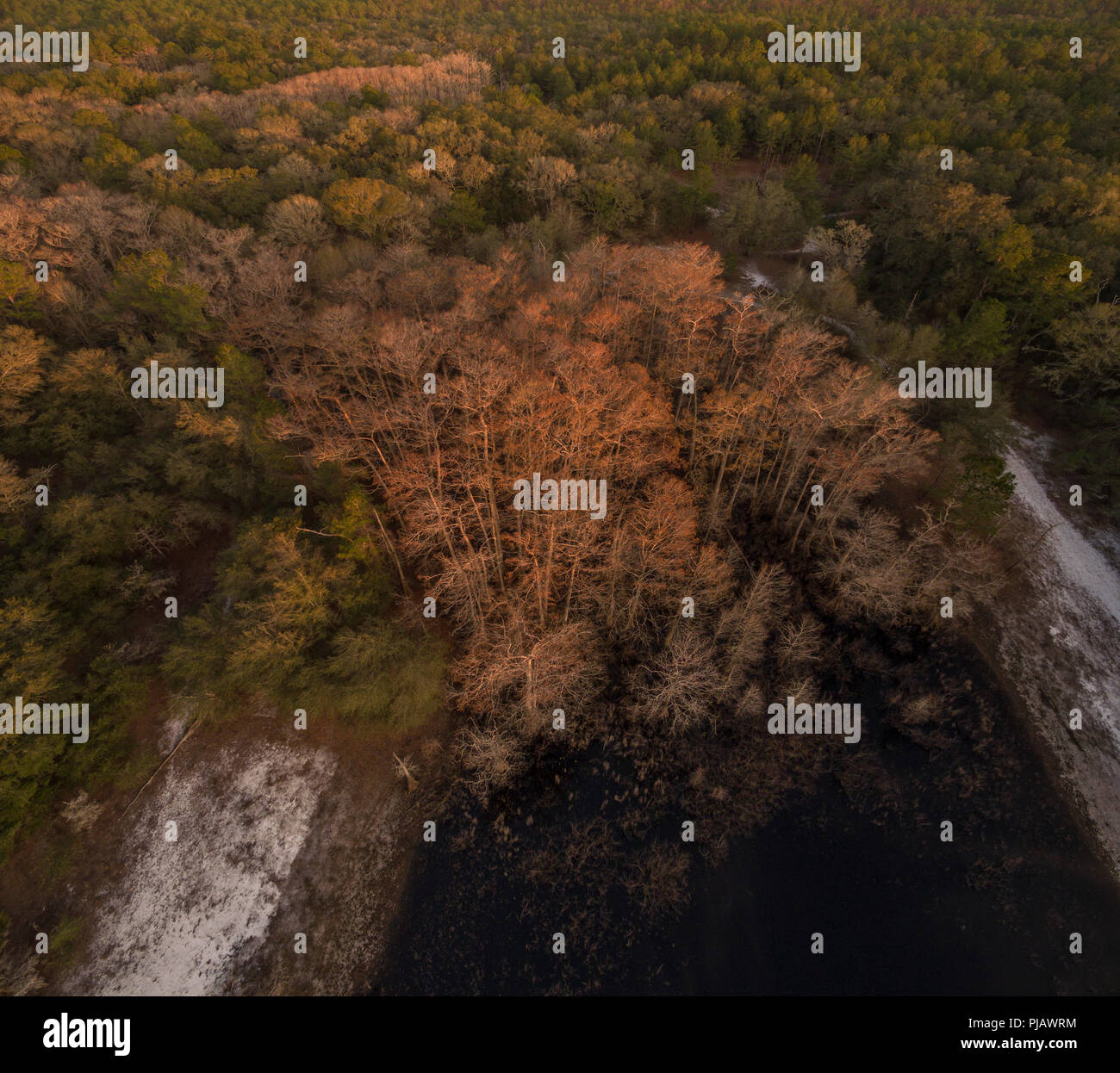 Vista aerea di cipressi in inverno. Indian Lake Forest, Marion County Florida Foto Stock