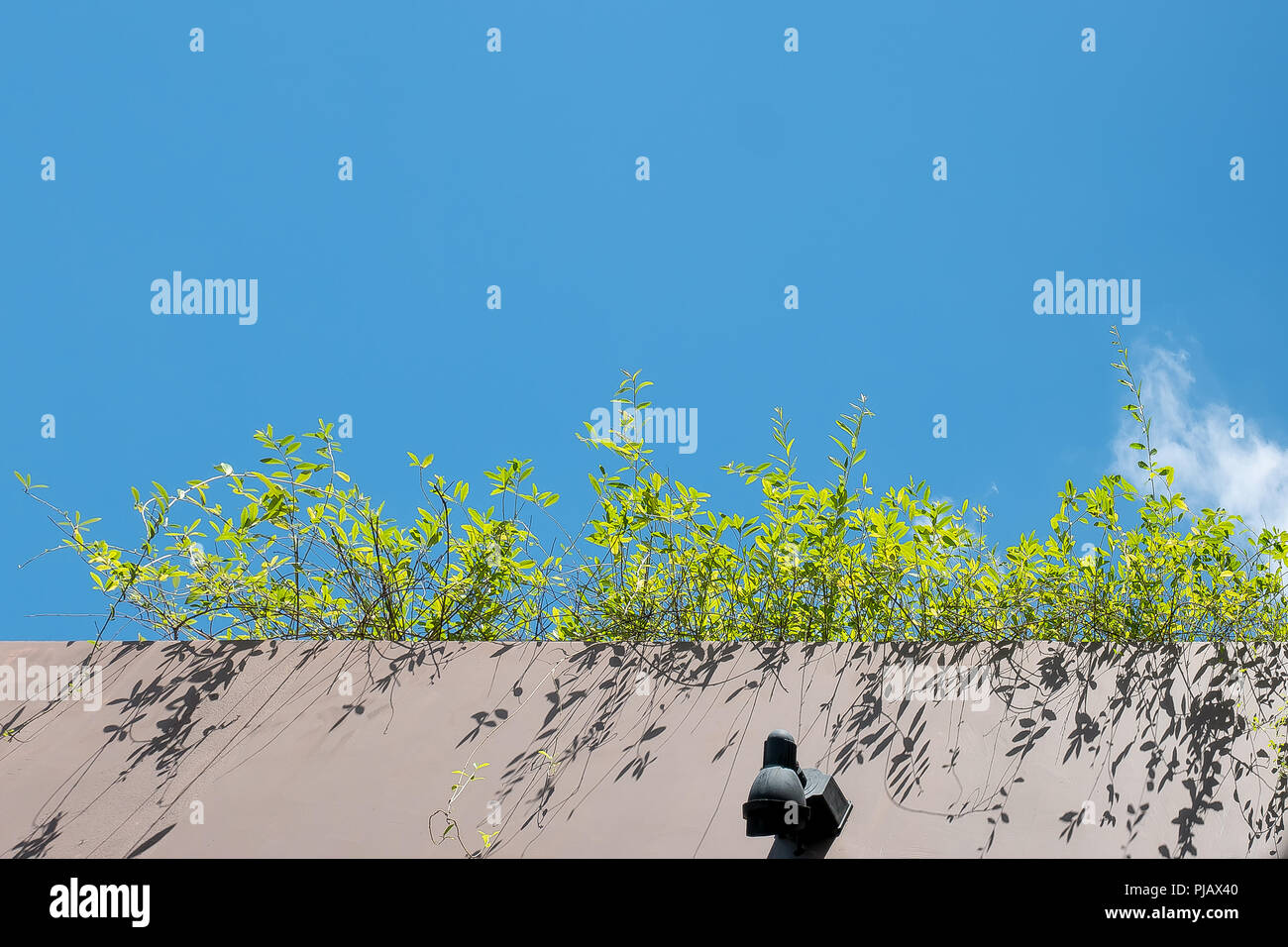 Arbusto di erba e una terrazza di cemento sotto il cielo blu per il design dello sfondo Foto Stock