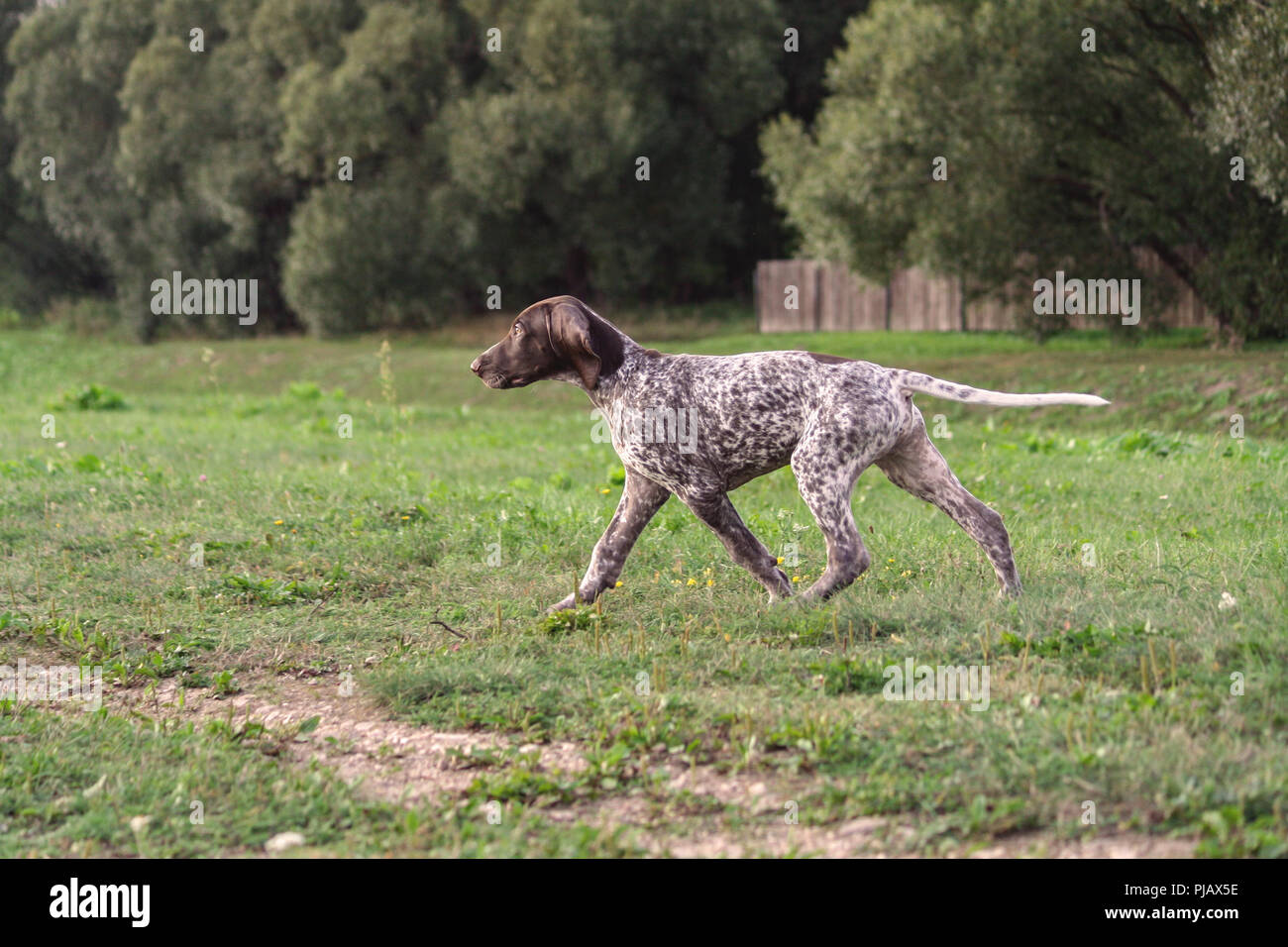 Il tedesco Shorthaired puntatore, Tedesco kurtshaar uno spotted puppy in motion, foto di profilo, sullo sfondo di alberi e recinzione di legno, tre mesi Foto Stock