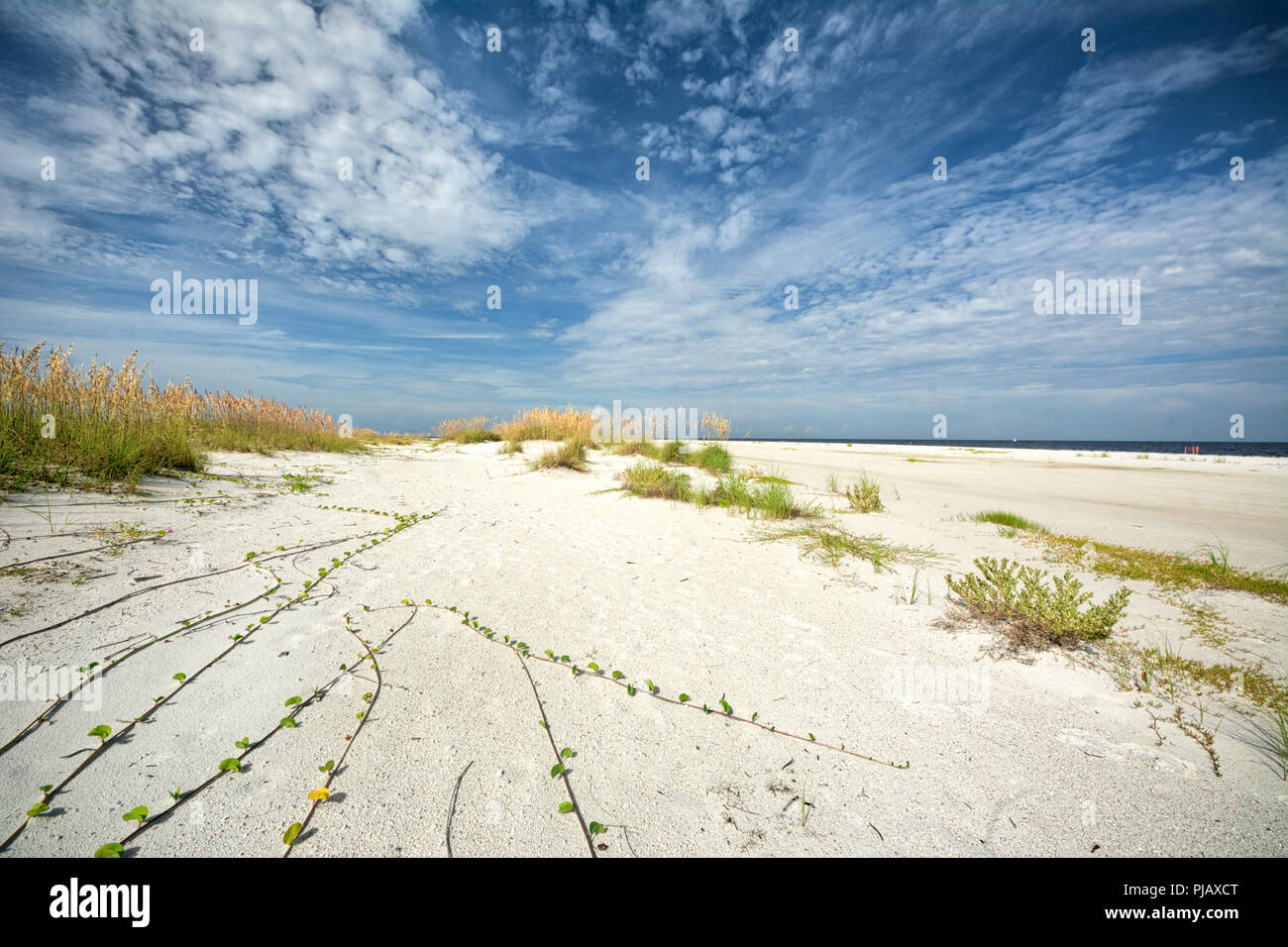 La vasta spiaggia di sabbia al punto di fagioli, la punta nord di Anna Maria Island, Florida, sono costellate di porpora e giallo railroad vitigni. Foto Stock