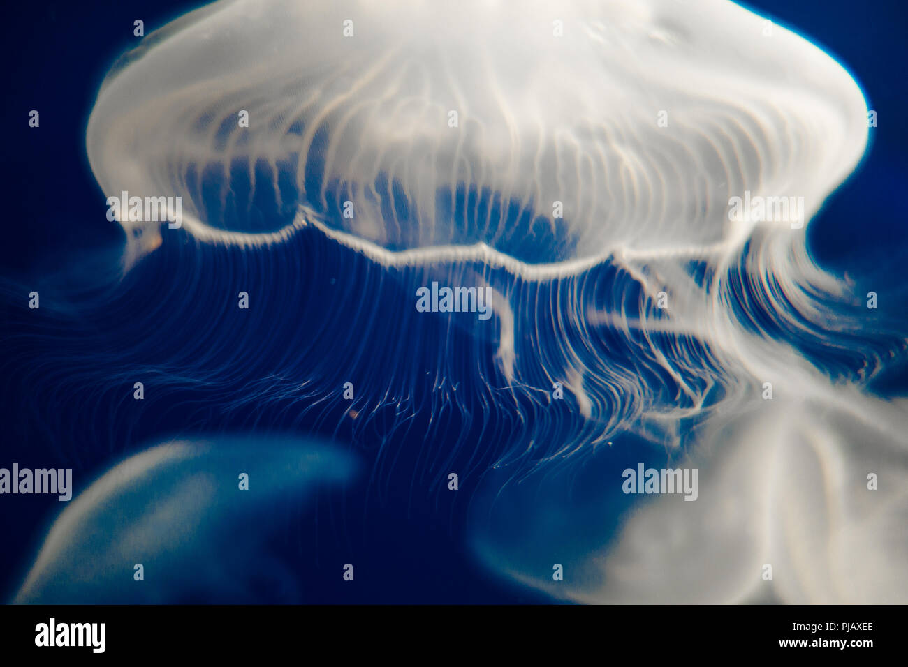 Luna Medusa (Aurelia Aurita) flottanti su sfondo blu scuro Foto Stock
