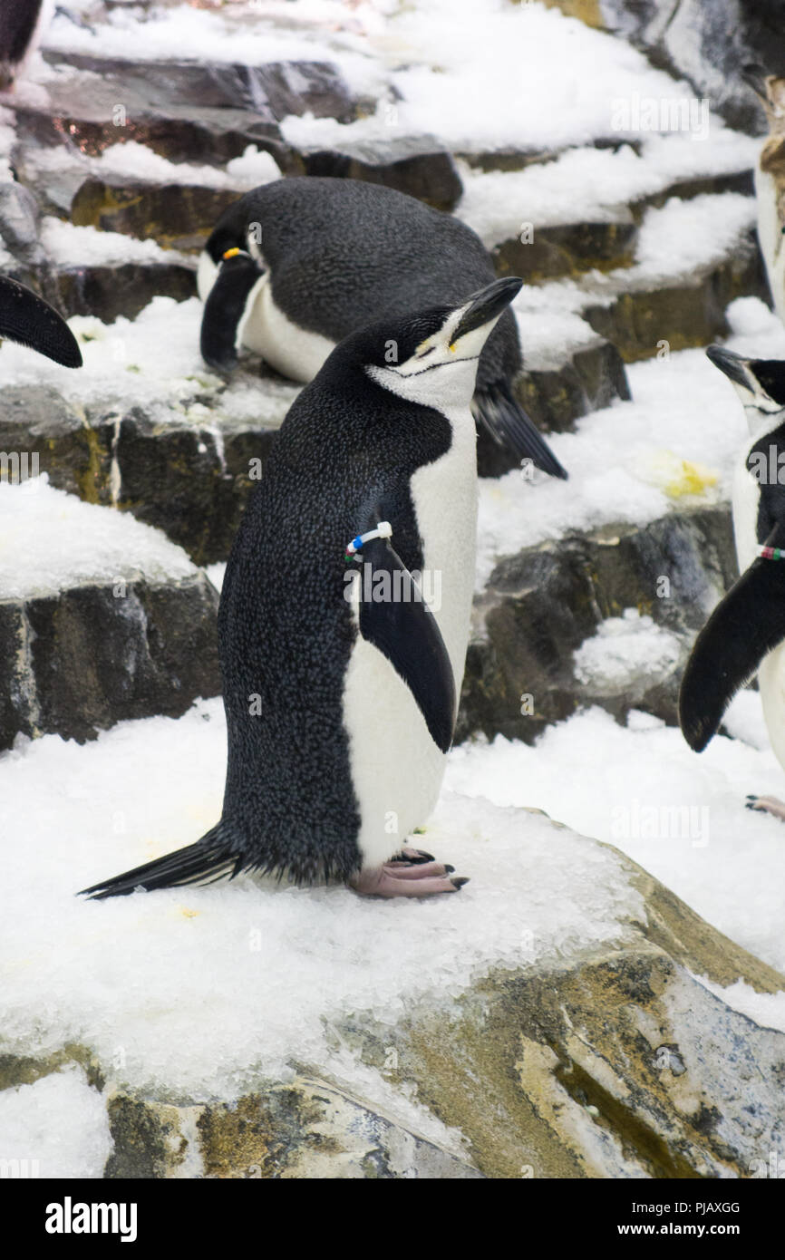 Le colonie di pinguini visualizzati all'Impero del Pinguino di esporre al SeaWorld di Orlando, Foto Stock