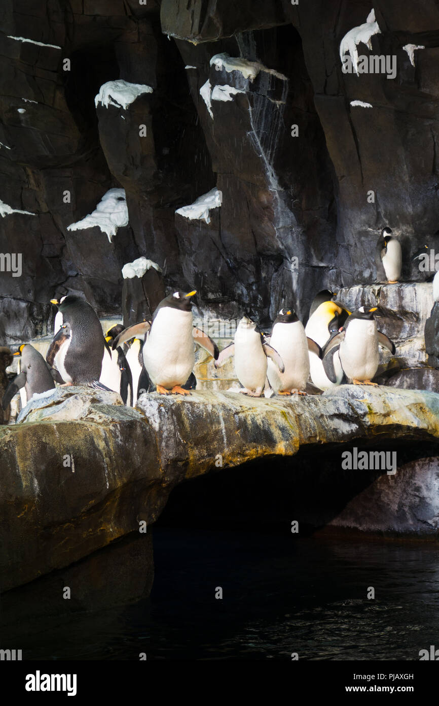 Le colonie di pinguini visualizzati all'Impero del Pinguino di esporre al SeaWorld di Orlando, Foto Stock