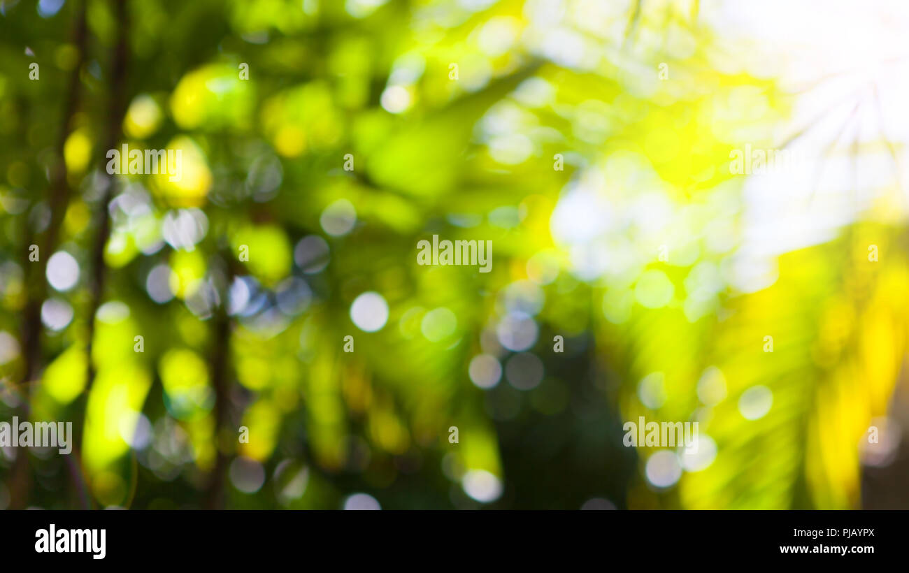 Lucido tropicale estate palm foglie verdi sfondo sfocato. Copia dello spazio. Foto Stock