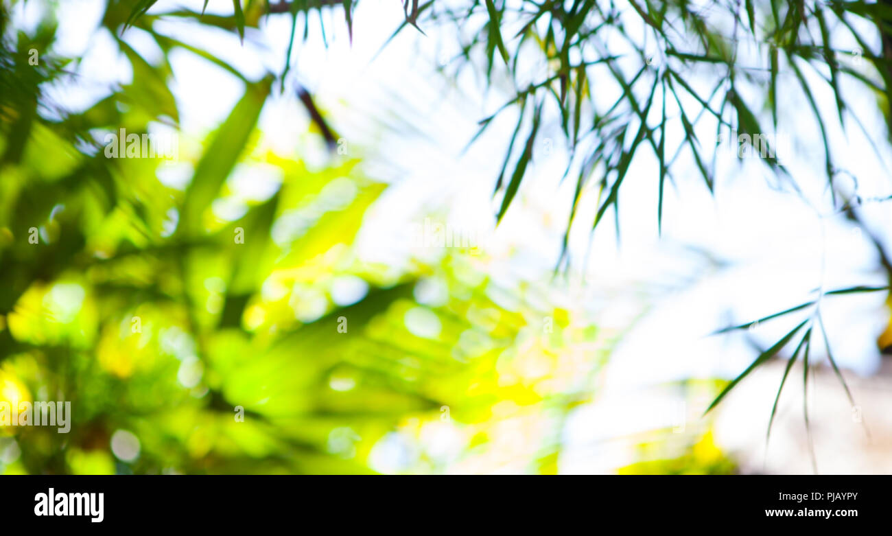 L'estate tropicale foglie verdi, alberi di bamboo sfondo sfocato. Copia dello spazio. Foto Stock