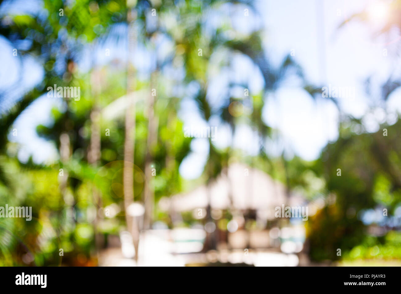 L'estate tropicale outdoor palme sfondo sfocato. Copia dello spazio. Foto Stock